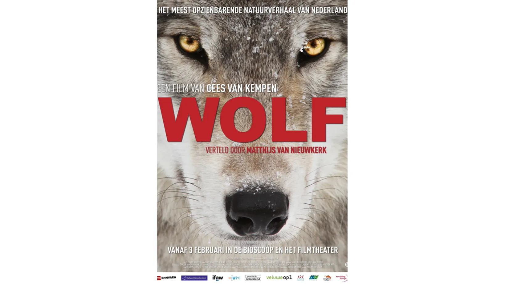 wolf