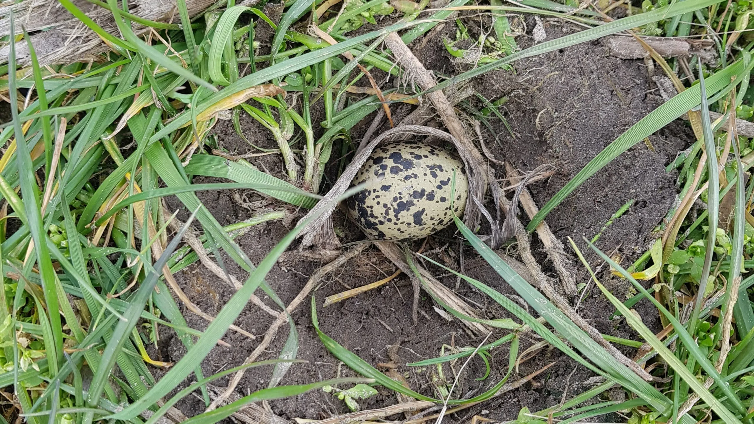 foto eerste kievitsei gevonden door bram koudijs 1 scaled