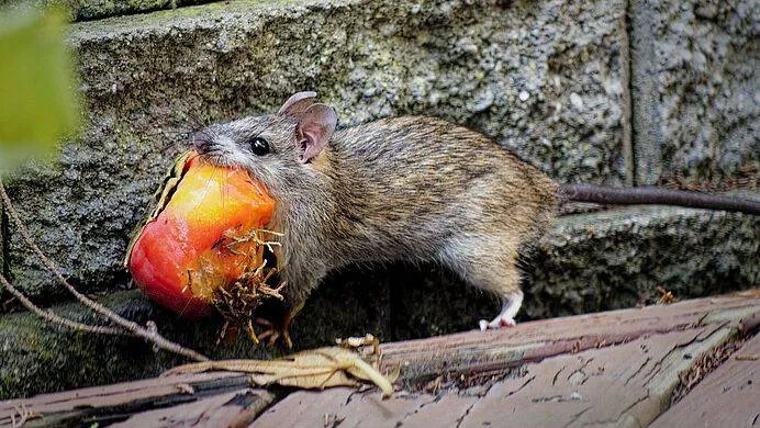 csm bruine rat a4de3662cc