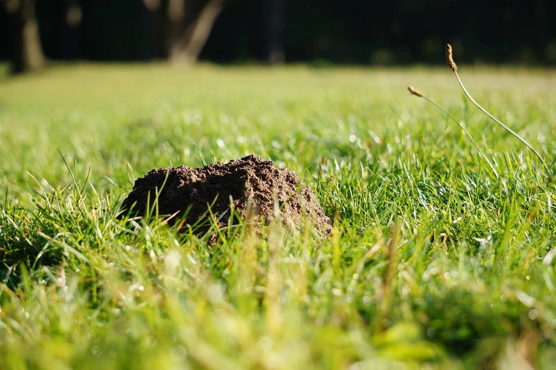 pixabay molehills 190493 1920