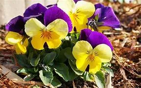 lente pixabay