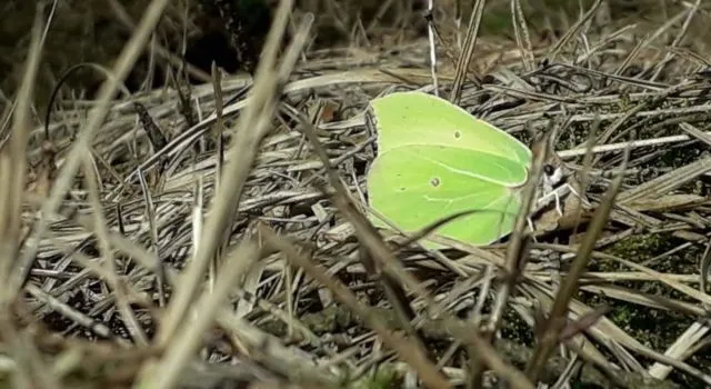 citroenvlinder