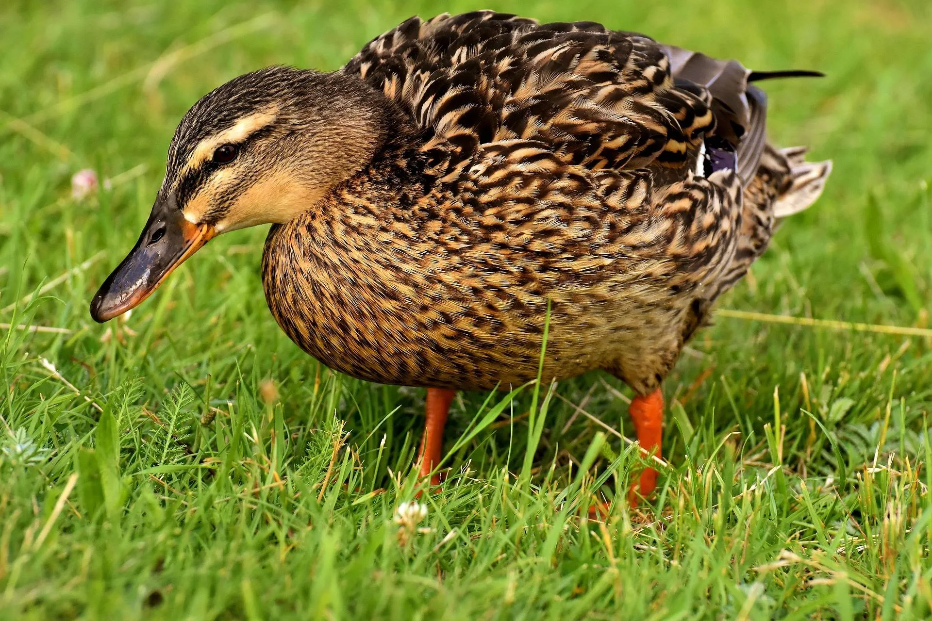 mallard-3478011_1920