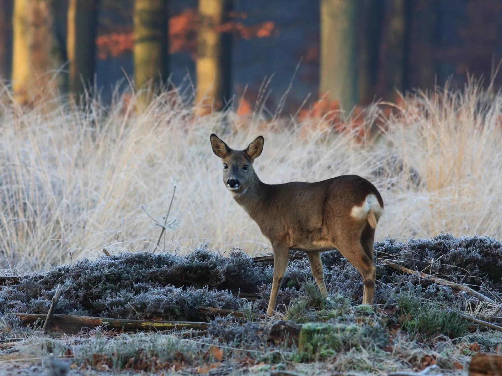 ree in winter - nc de ginkel