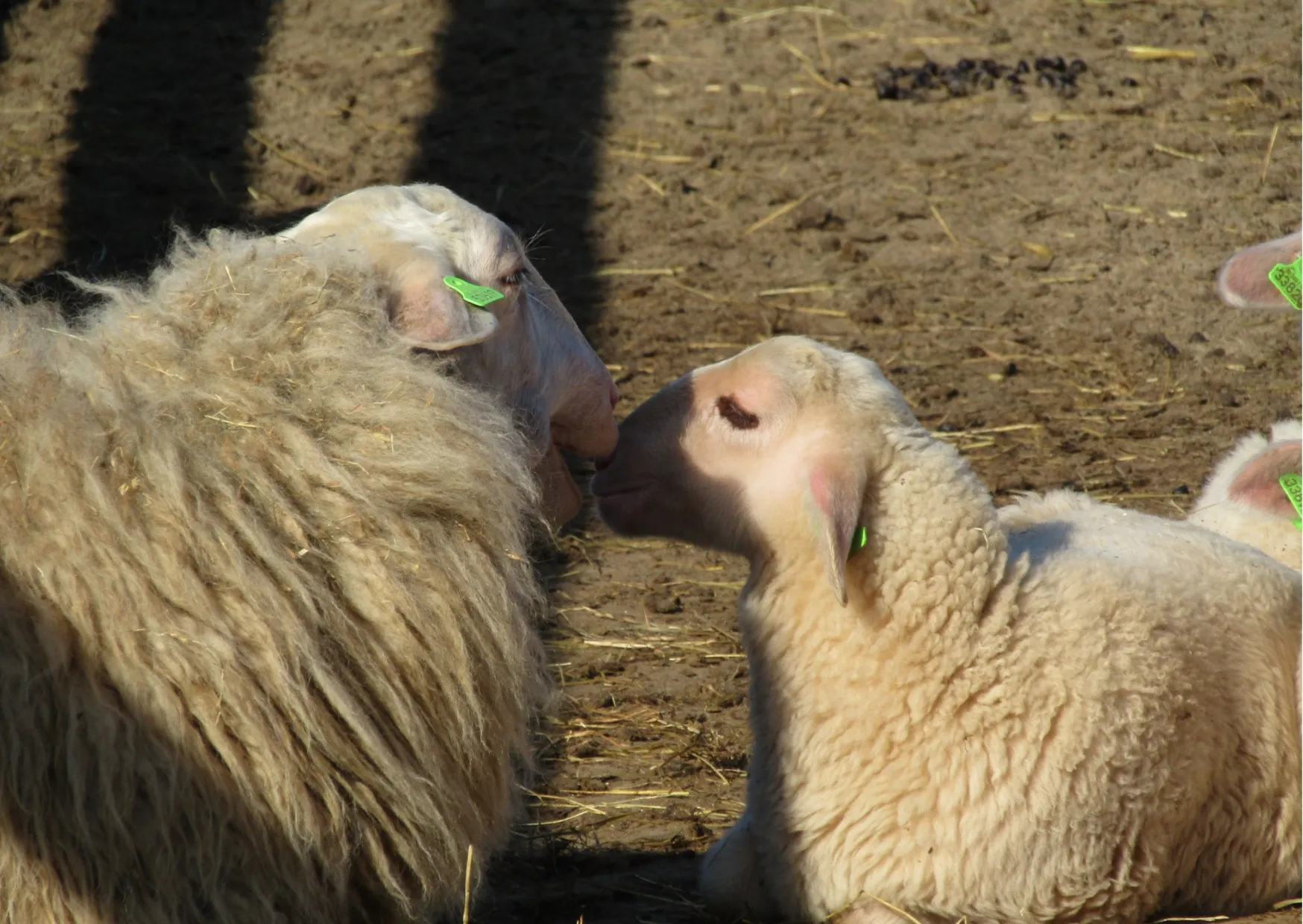 Lammetjesdag 2 - nc de ginkel