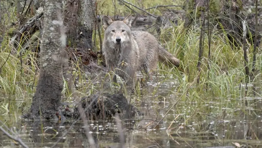 wolf-st-15-jpg-sd-high-photo-by-cees-van-kempen-915x518-1