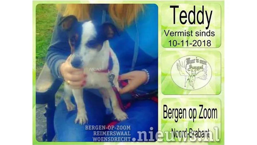 20181112 boz teddyvermist 000