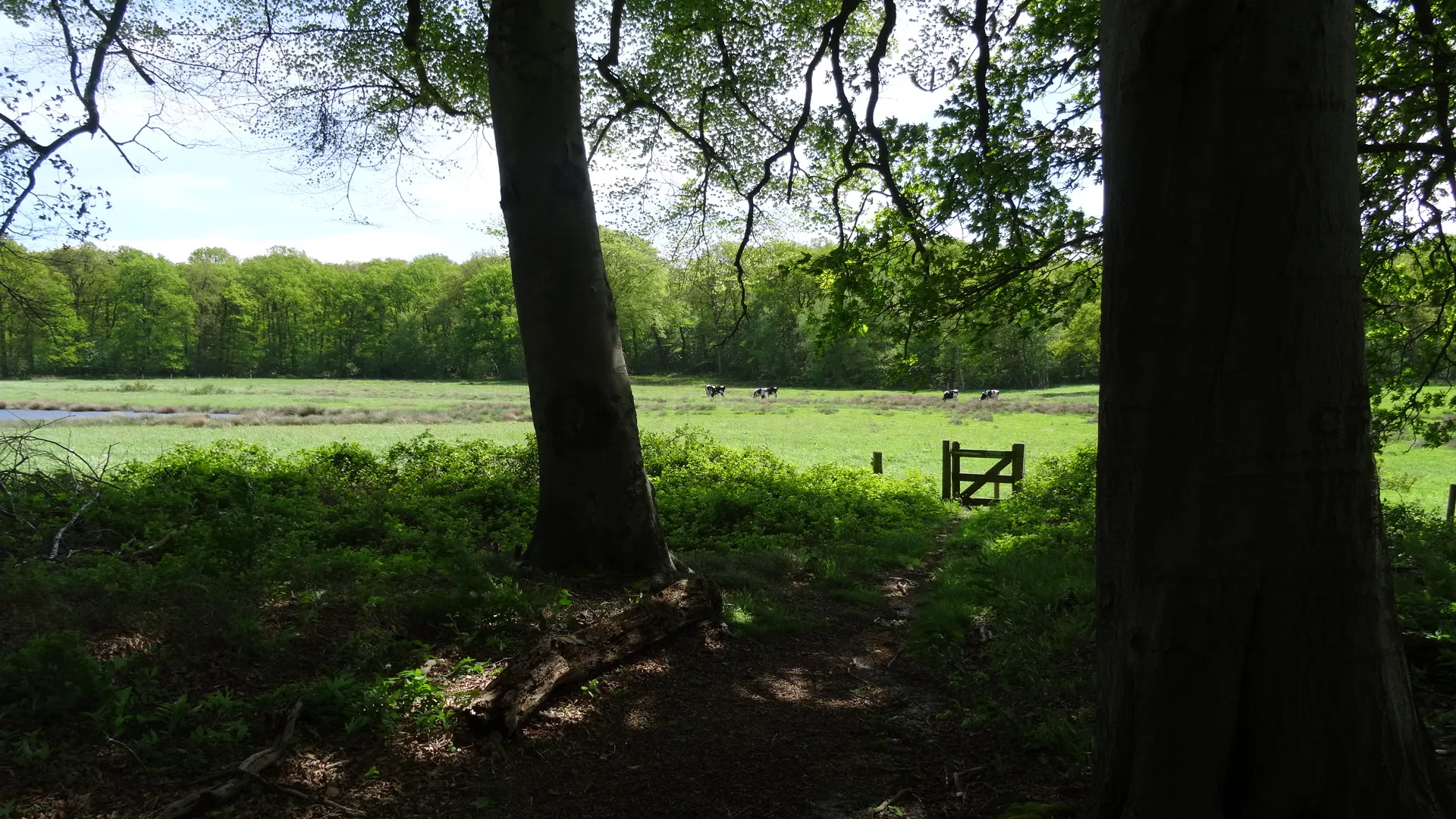 foto ad van loenhout