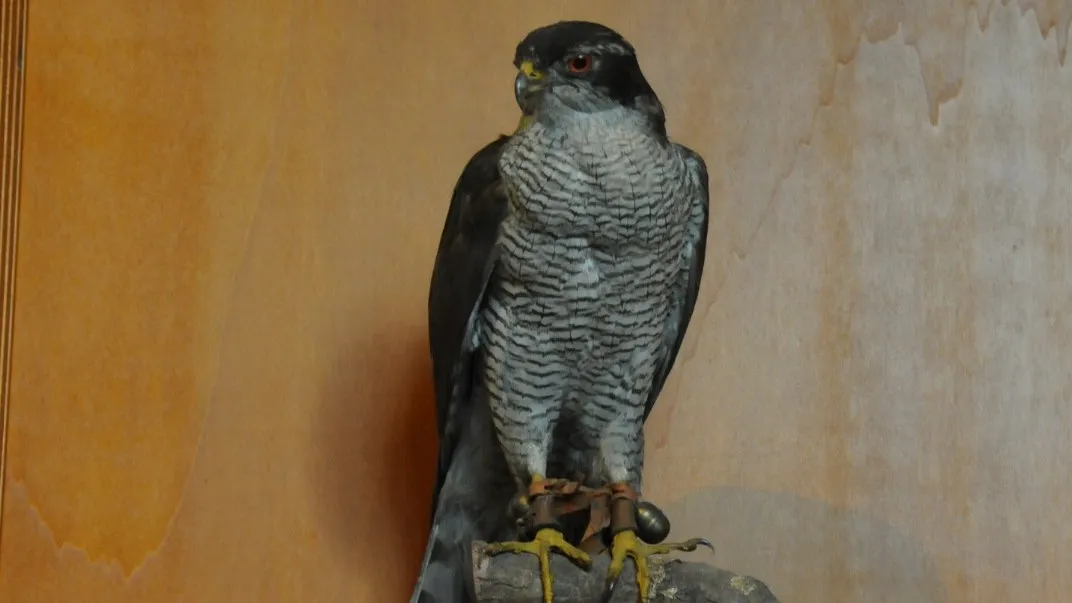 roofvogel