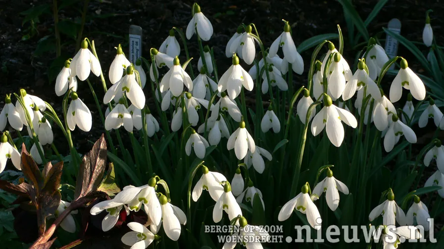 sneeuwklokjes galanthus