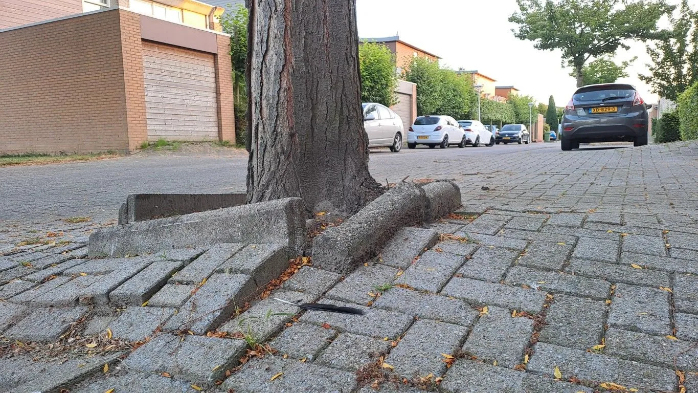 boomspiegel worteldruk bergseplaat vkr middel