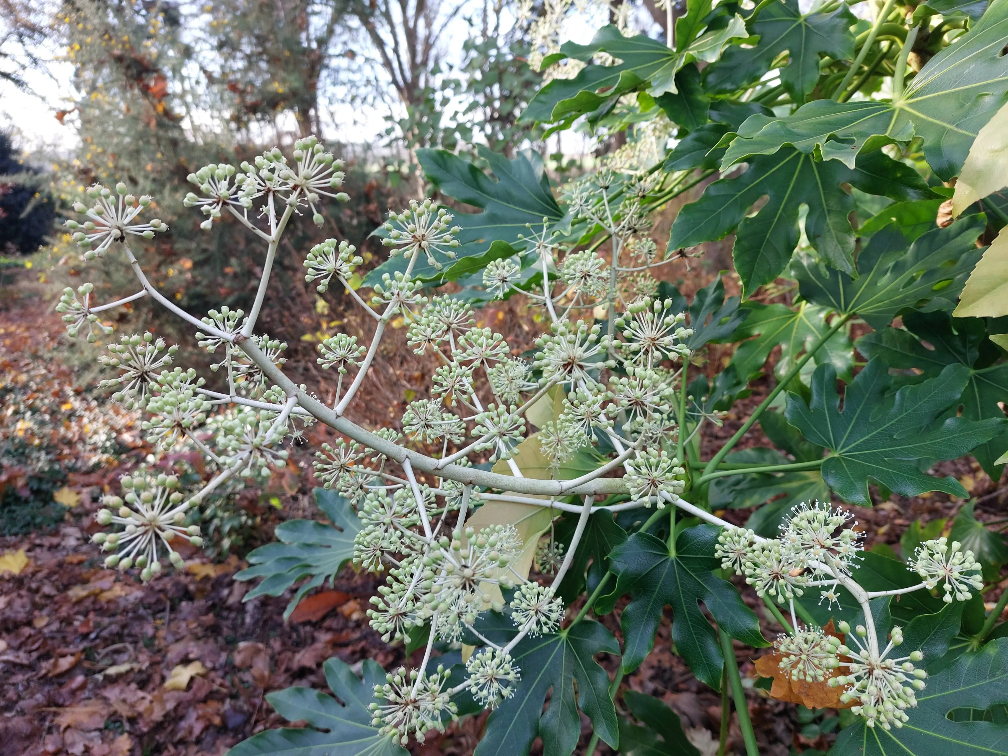Fatsia Japonica 2