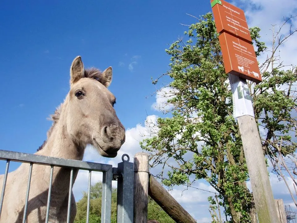 11701186 840920199324466 977641004385739476 n