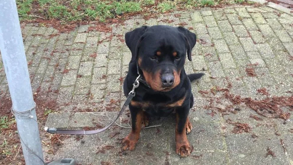 17016505 10212829638124087 2142293457 o e1488149596942