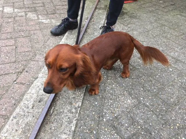 30415529 1612003592186021 3359674206643027968 n