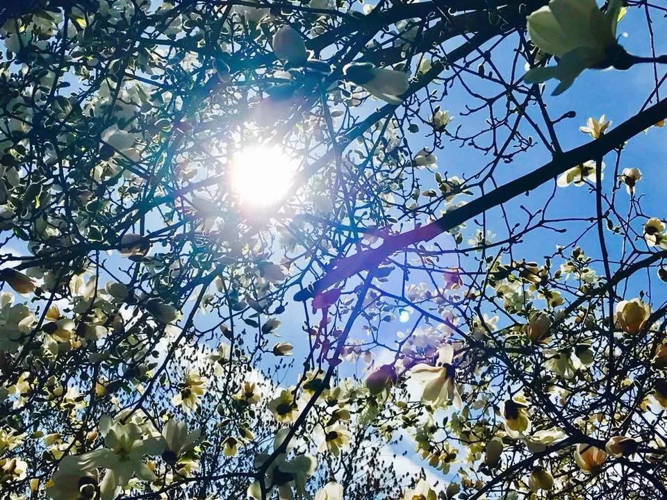 31956256 835155916668687 6231013560898551808 n