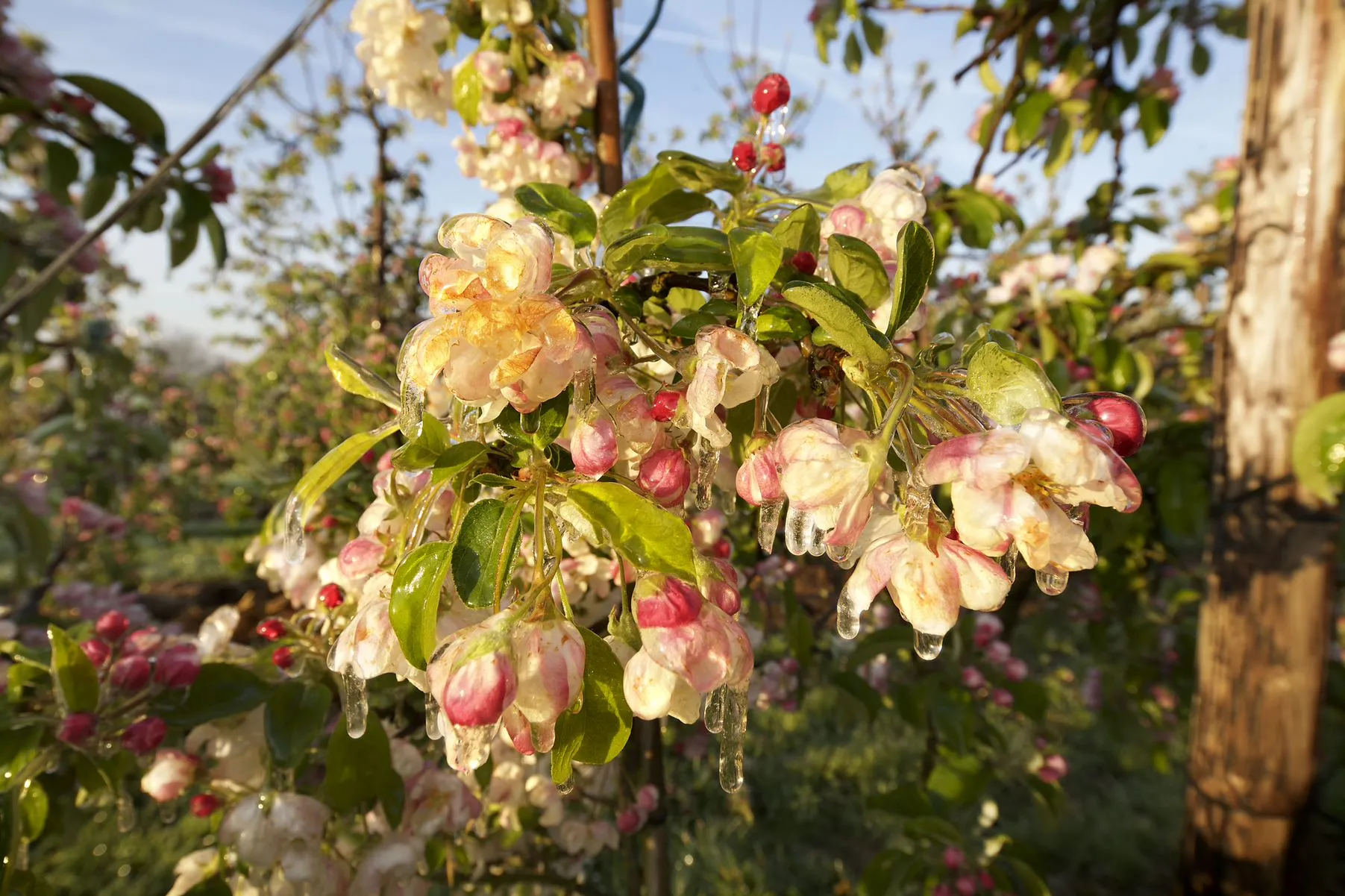 4296 00ca7c7b6bfe0852a7c9e2824a040073