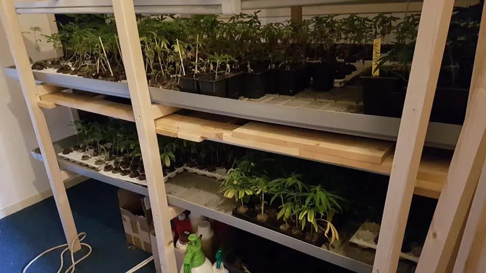 44262543 1850597754993269 9031420967619919872 n