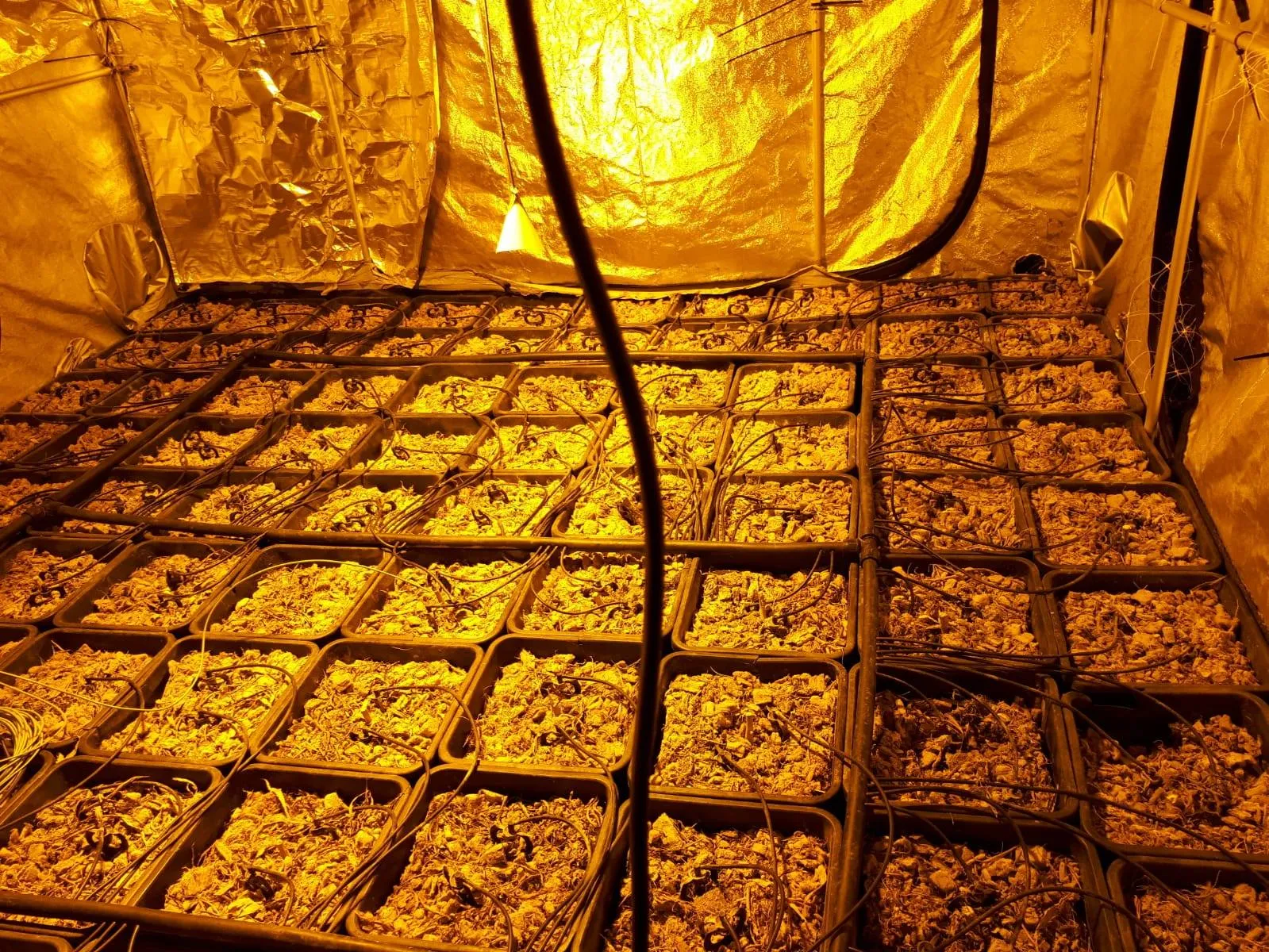 50827948 1987641011288942 8417024766350721024 o