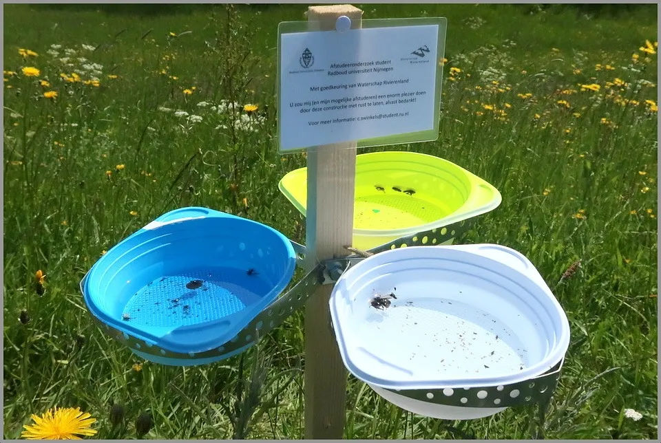 62527682 2312928218947713 3894158929302650880 n