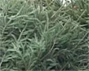 as9h4jc8zbaspmq0vtnf0djyw 40571