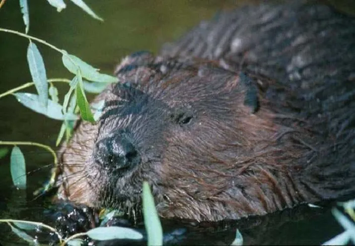 beaver