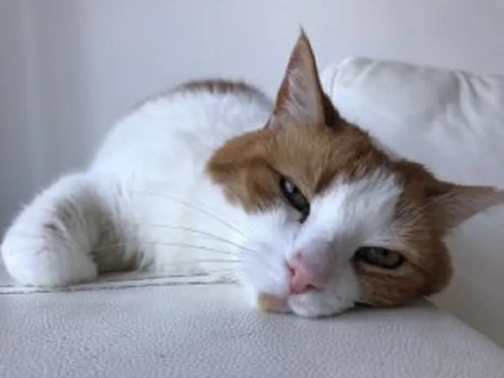bemiddeling herplaatsing floortje kattenzorg nijmegen 2