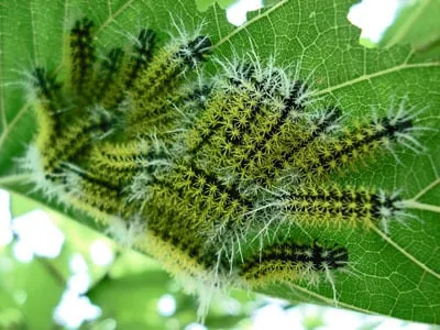 bestrijding eikenprocessierups