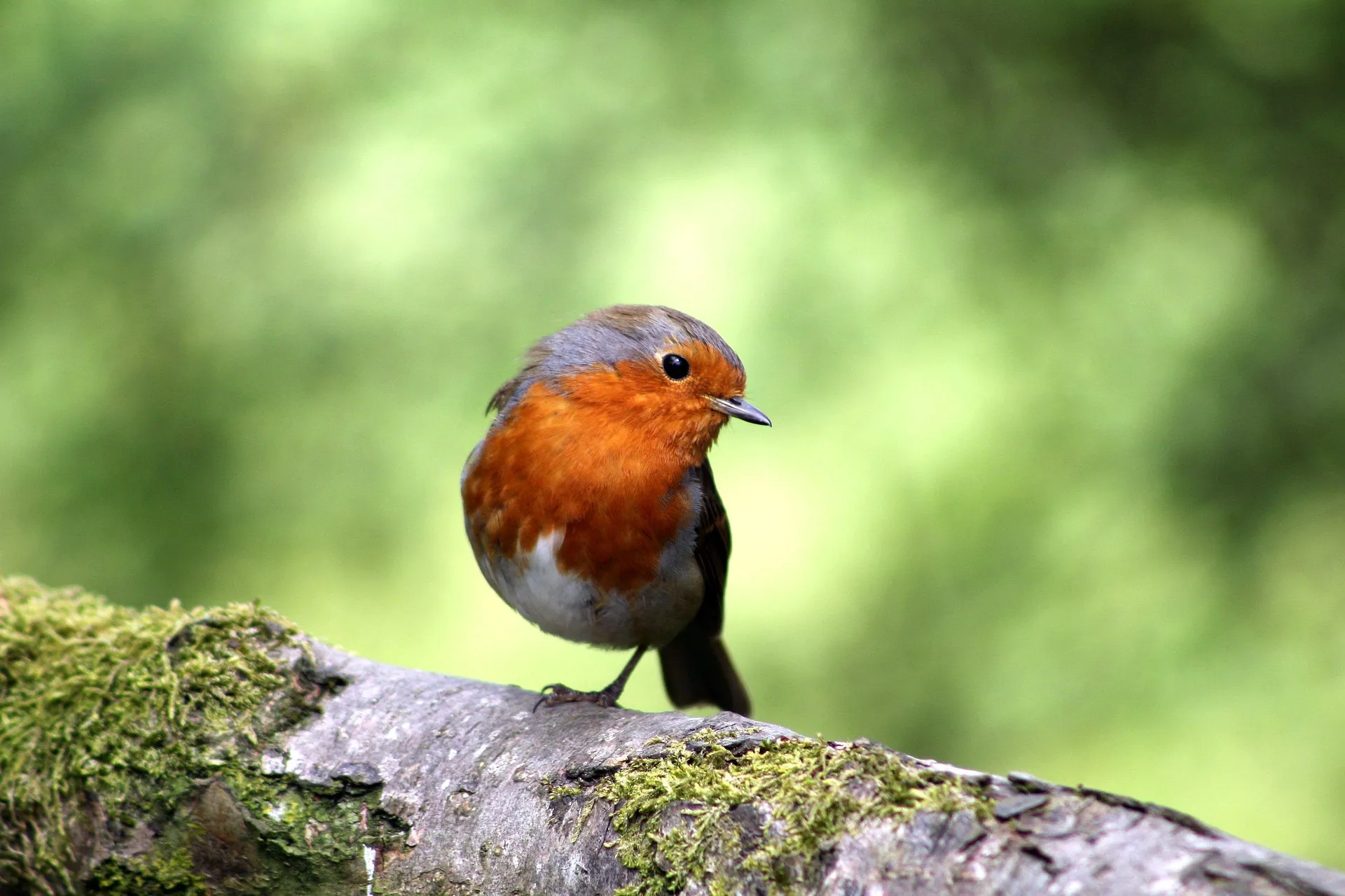 bird gebd467111 1920