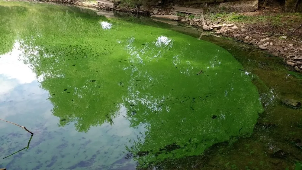 blauwalg grindgat weurt