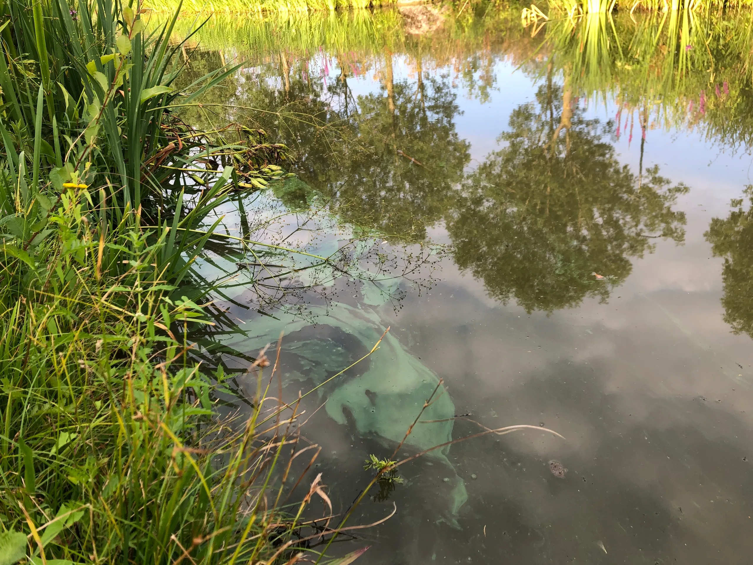 blauwalg in de gemeente