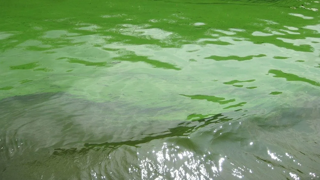 blauwalg in het kanaal alkmaar kolhorn e1470669940160