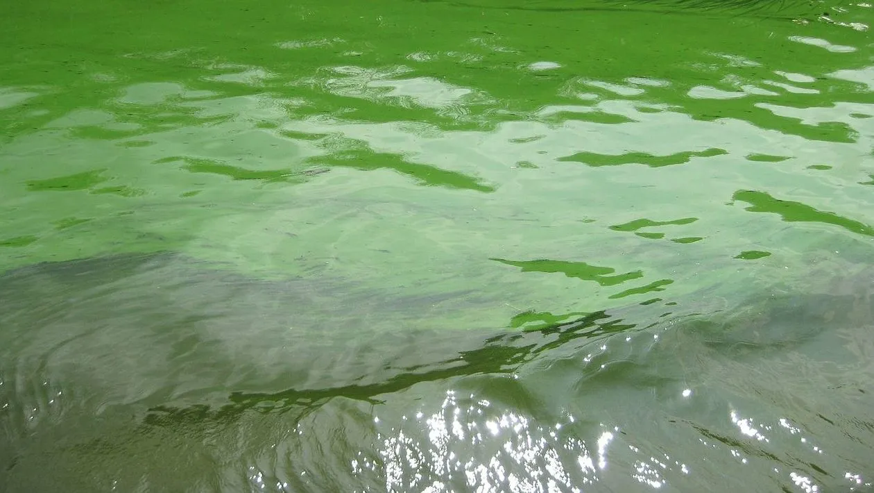 blauwalg in het kanaal alkmaar kolhorn e1470669940160