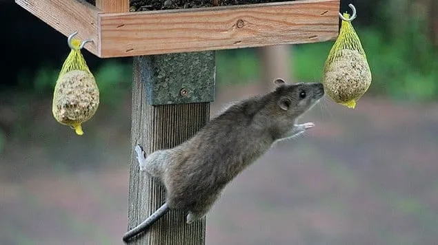 bruine rat e1447672409191