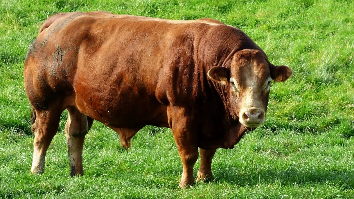 bull 487021 1280 e1443439612362