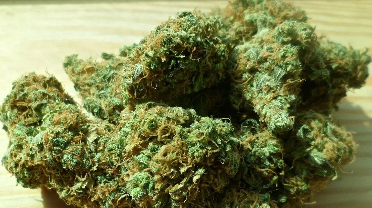 cannabis 448661 1280 e1432826329489