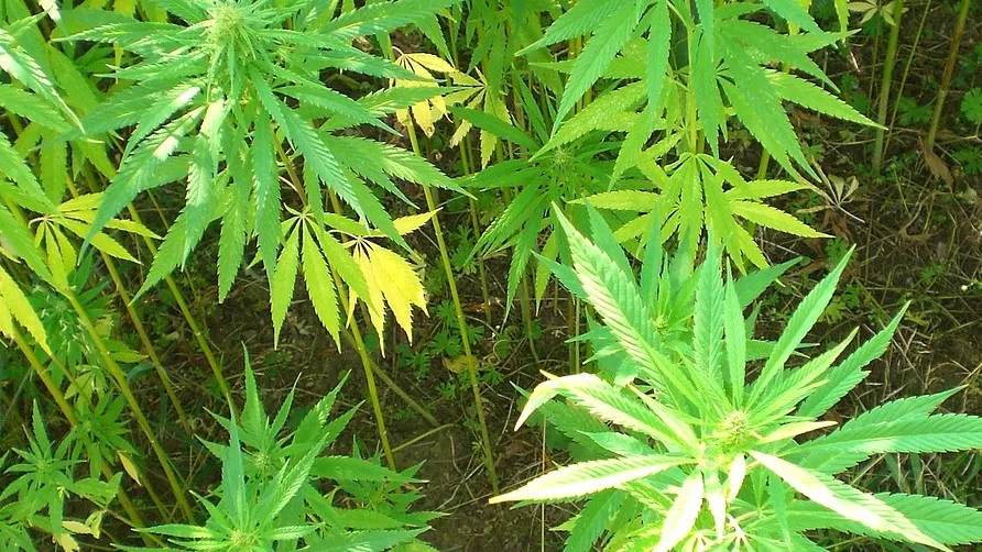 cannabis 614382 1280 e1435048173956