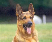 chpkqiryk4awgerxwcd0l8xsg 18169