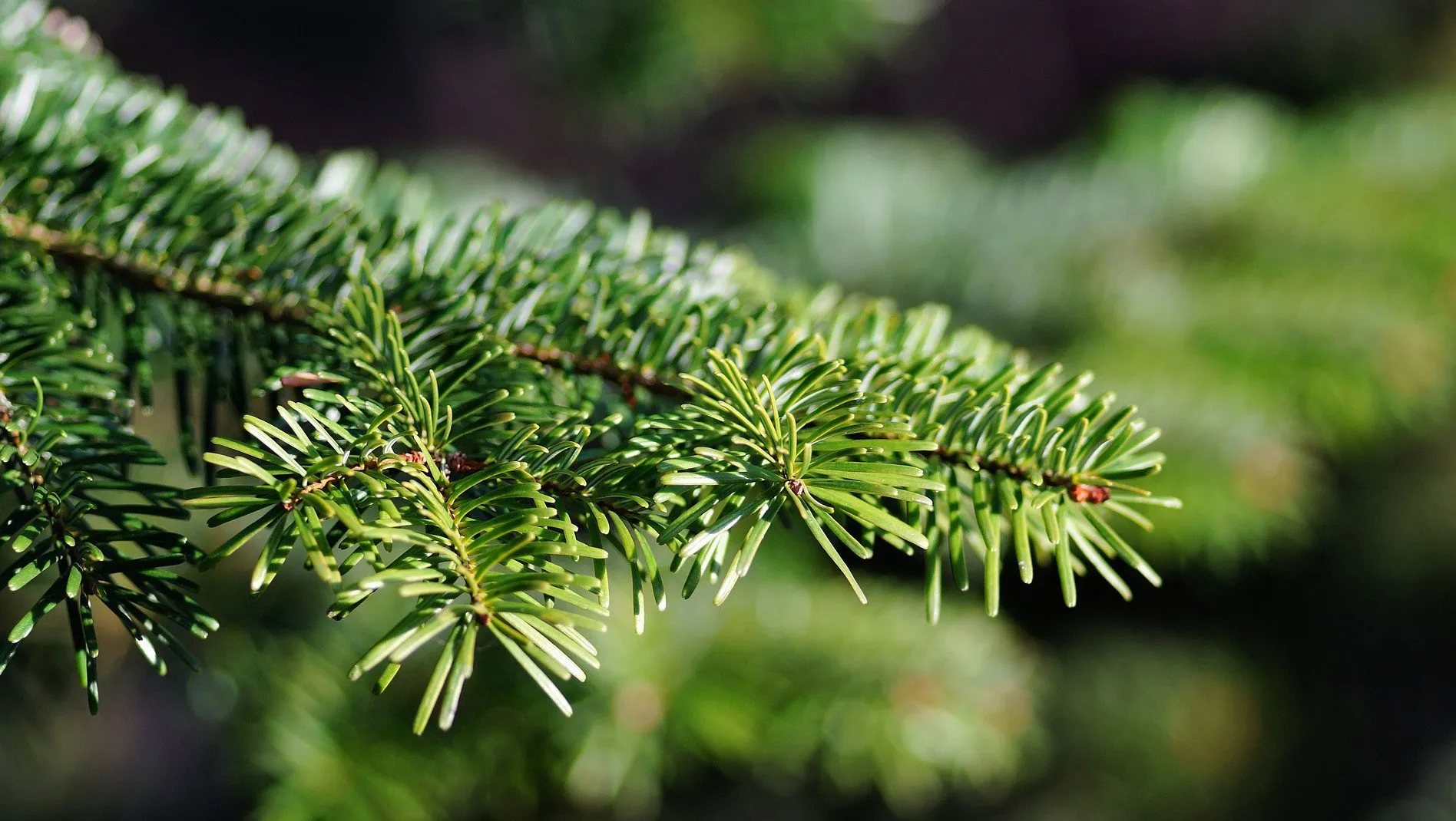 christmas tree 579685 1920 e1452237930871