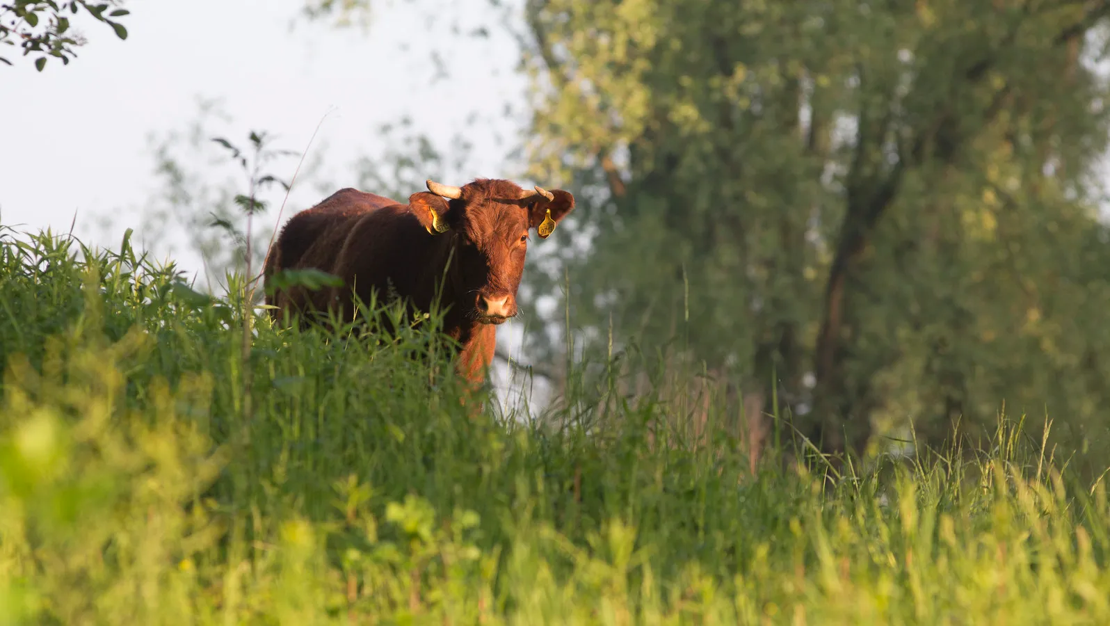 dier uiterwaarden beuningen e1454623636542