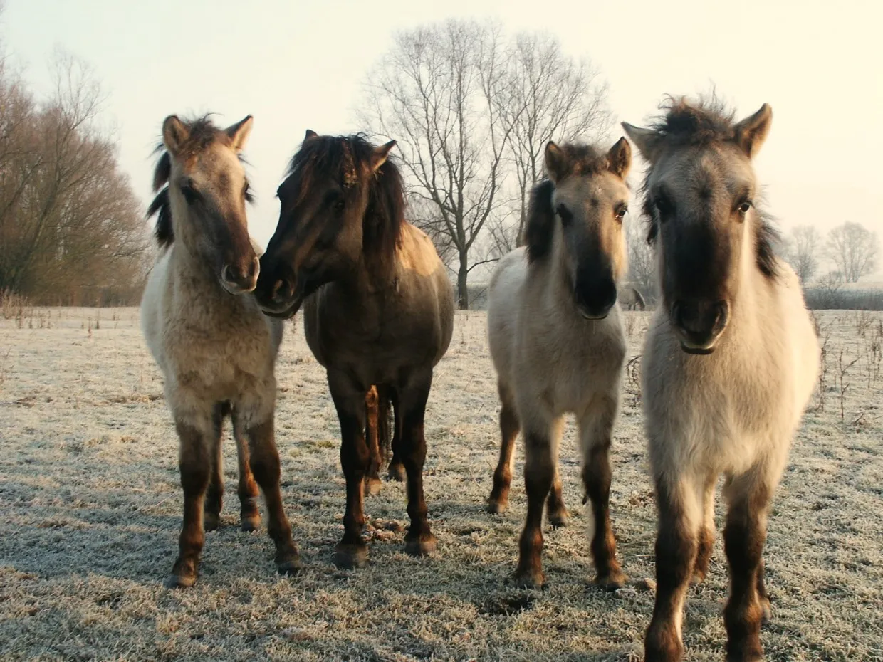 djq0qh5we1hyhyd0nj7ebir35 fotodijkmagazijn2014 12 03perpernotendieven