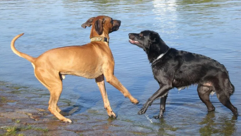 dogs water play pexels 915x518