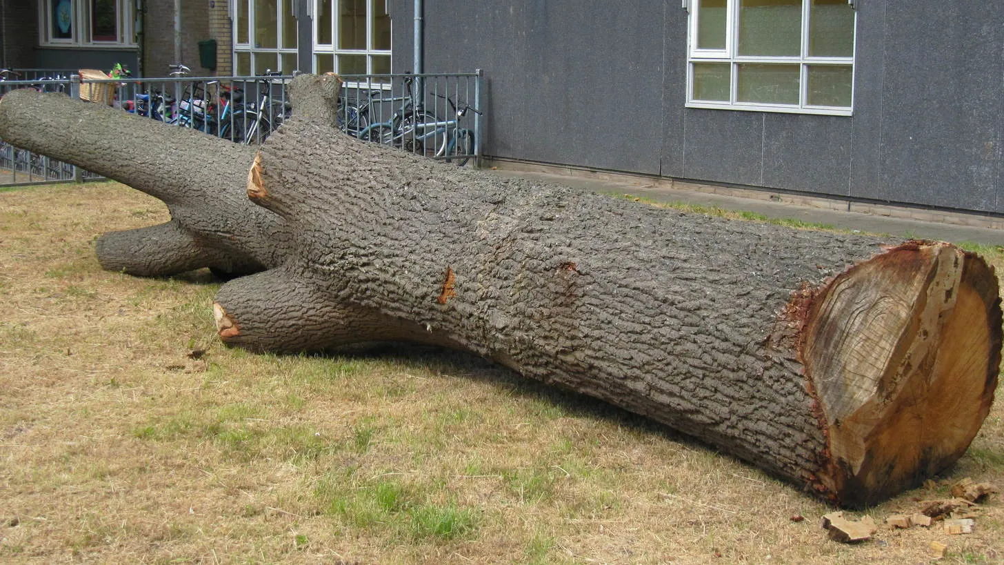 eiken boomstammen e1434147816822