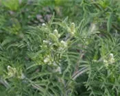 ev395s33r8xk51oi57satmh6x 81561