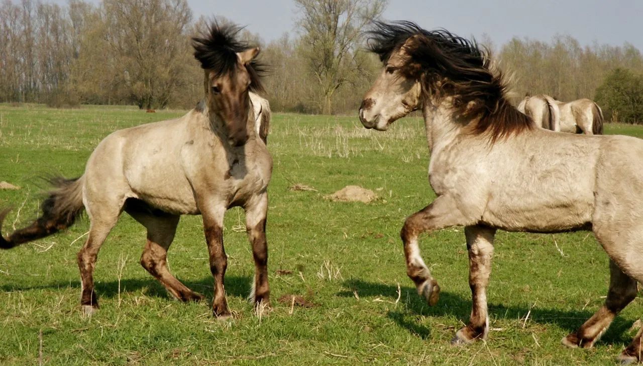 f50pei42unw32vjn9sjizbnci afbeelding 1 paardensoap