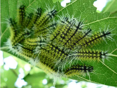 f8c086tgkwtzwms0hgikk4b1f 70214