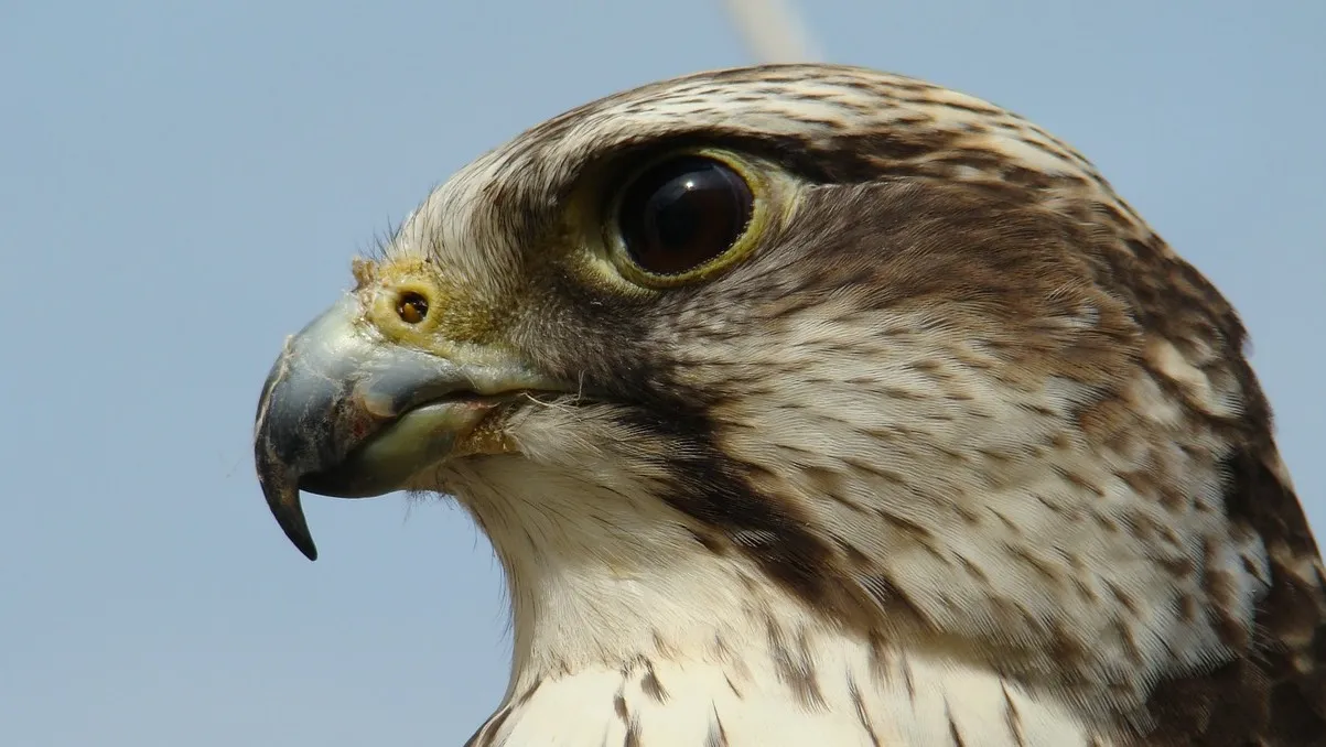 falcon 579776 1280 e1443647568780