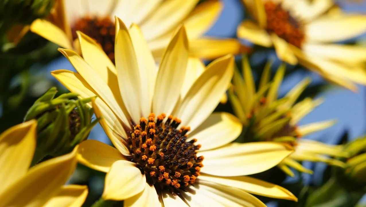 flower 108685 1280 e1439715718611