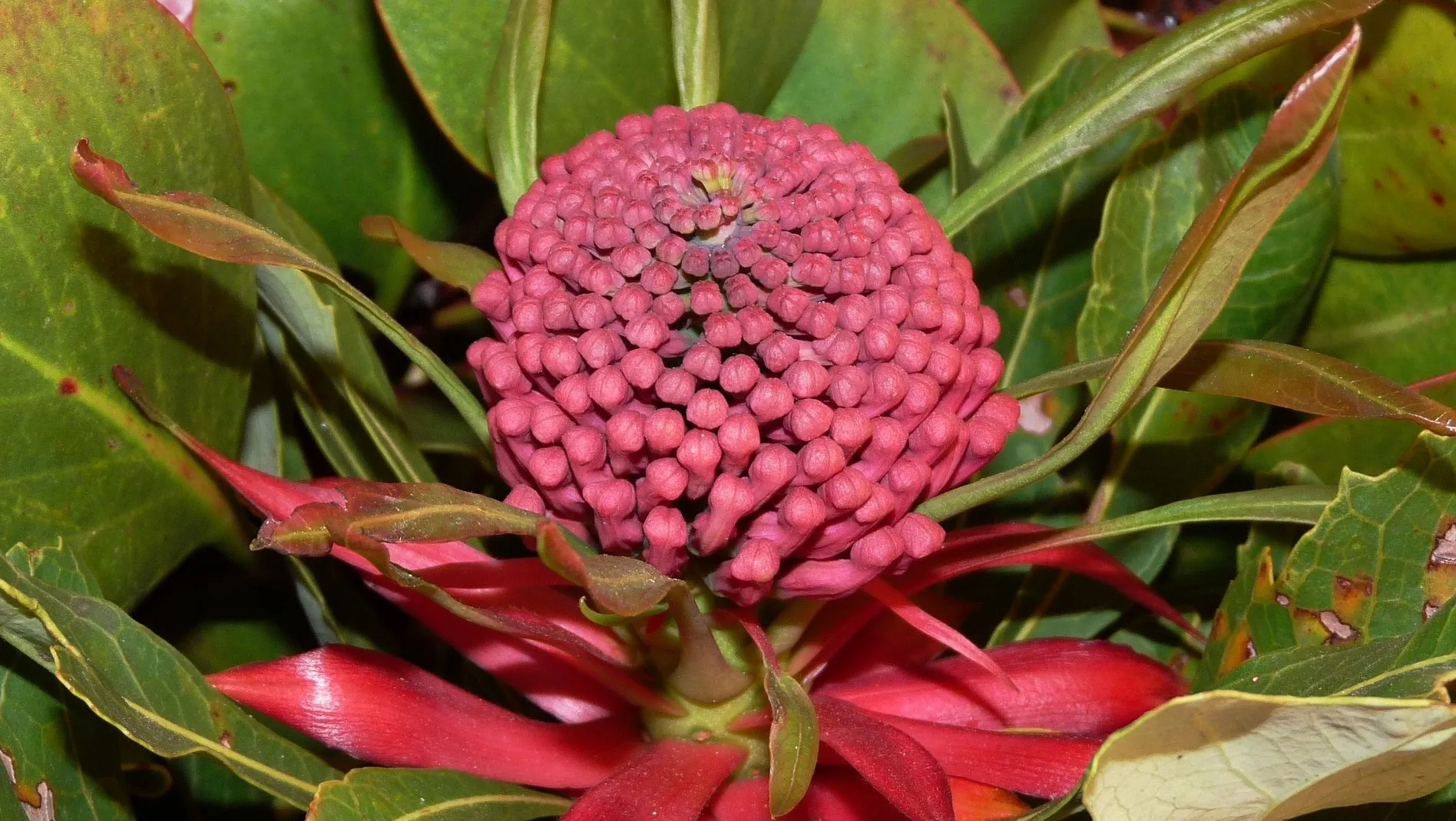 flower 1138231 1920 e1455224925819