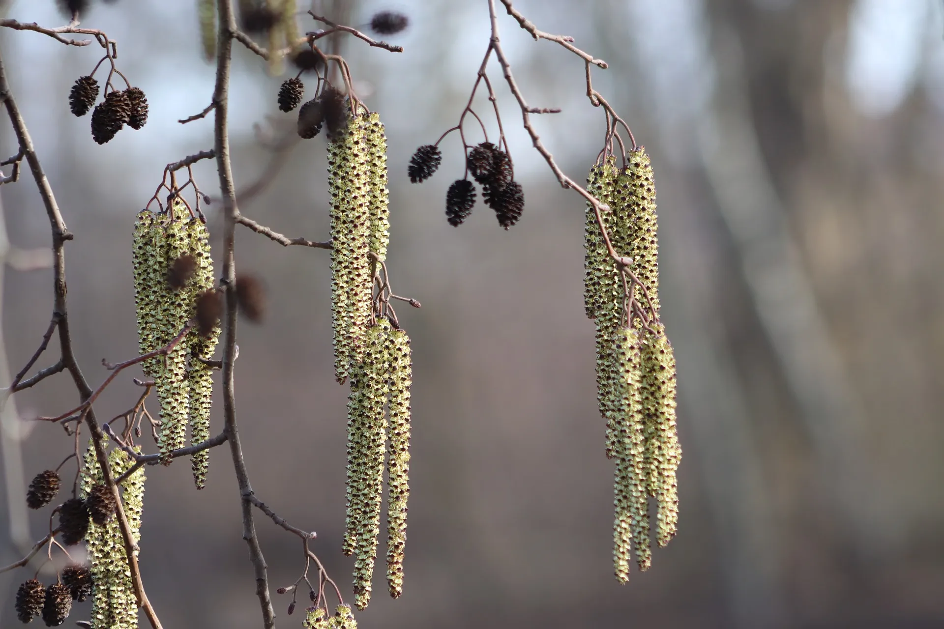 flowers 4030014 1920